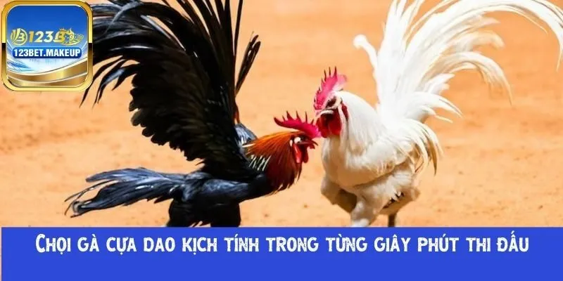 Chọi gà cựa dao