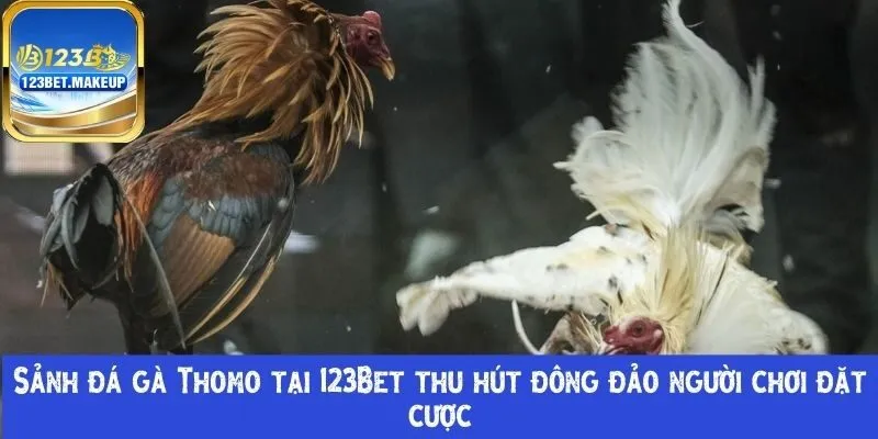 Sảnh đá gà Thomo tại 123Bet